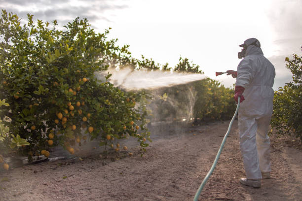 Best Termite Control Services  in Hot Springs, SD
